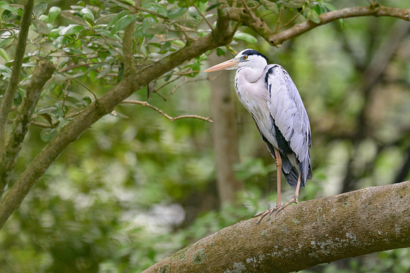 Gray Heron