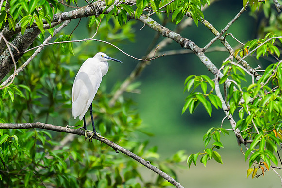 Little Egret