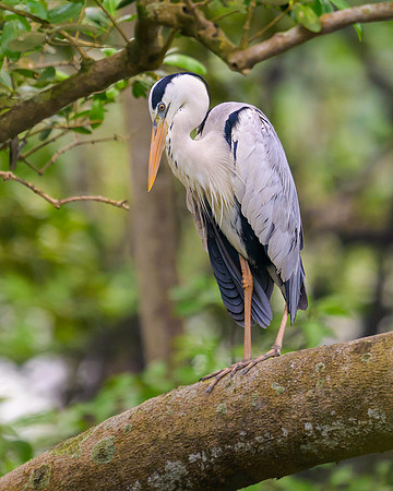 Gray Heron