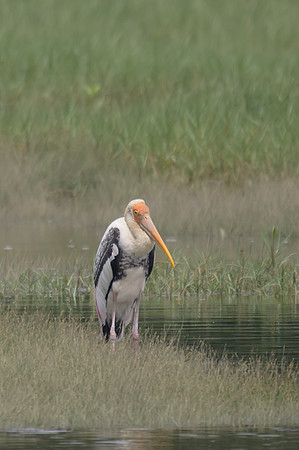 Painted Stork