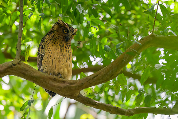 Buffy Fish-Owl