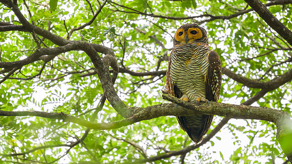 Spotted Wood-Owl