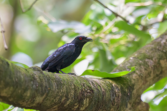 Asian Glossy Starling