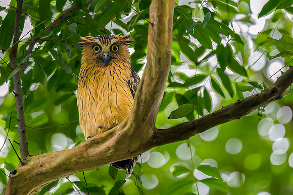 Buffy Fish Owl