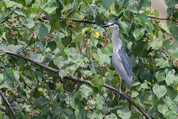Black-Crowned Night Heron