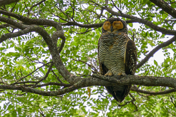 Spotted Wood-Owl
