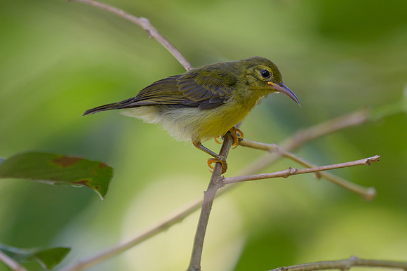 Brown-throated Sunbird