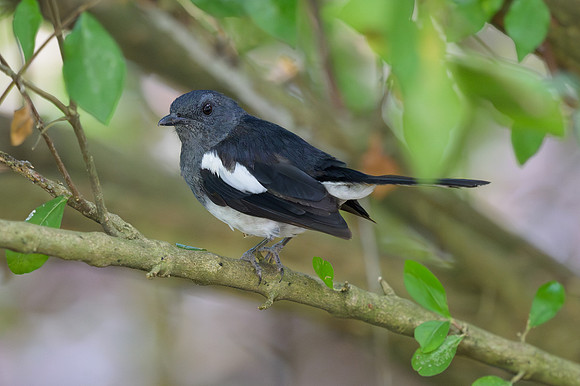 Oriental Magpie-Robin