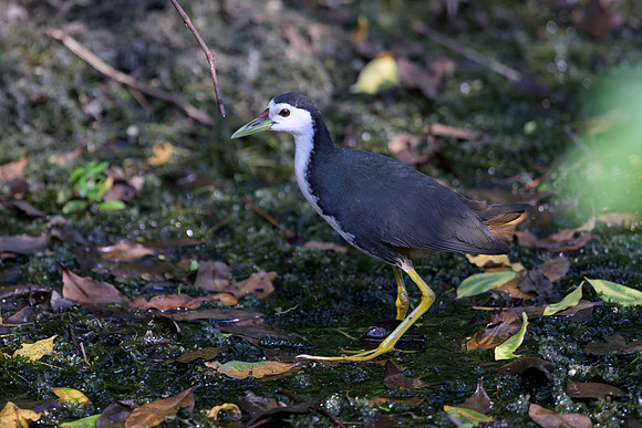 White-breasted Waterhen