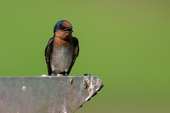 Pacific Swallow