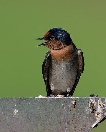 Pacific Swallow
