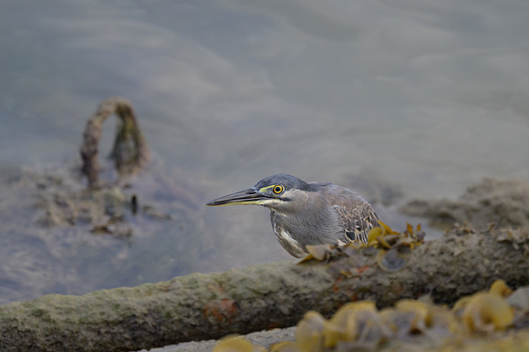 Striated Heron