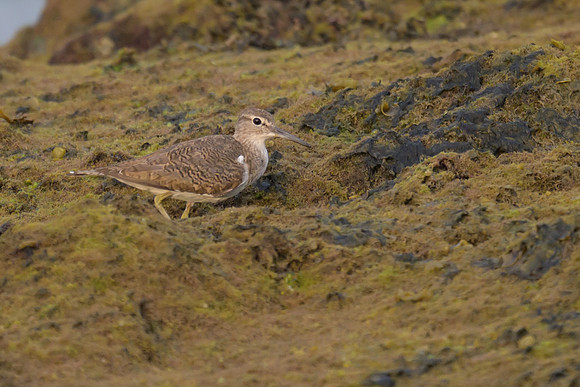 Common Sandpiper