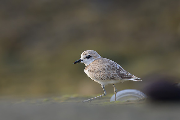 Malaysian Plover