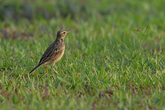 Paddyfield Pipit