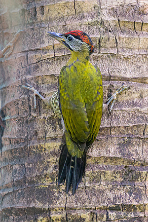 Laced Woodpecker