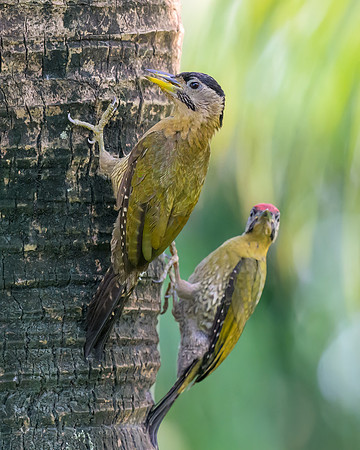 Laced Woodpecker