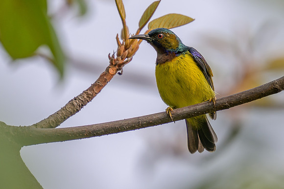 Brown-throated Sunbird