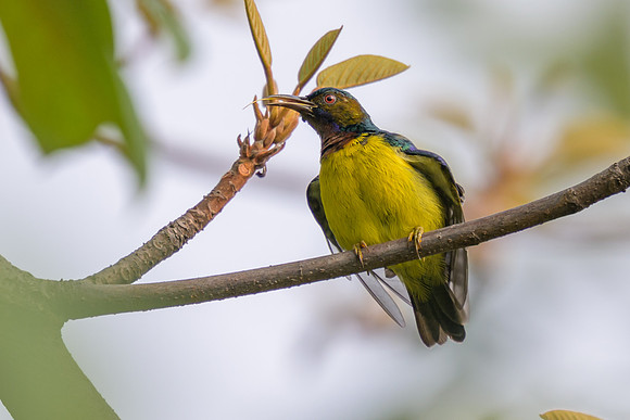 Brown-throated Sunbird