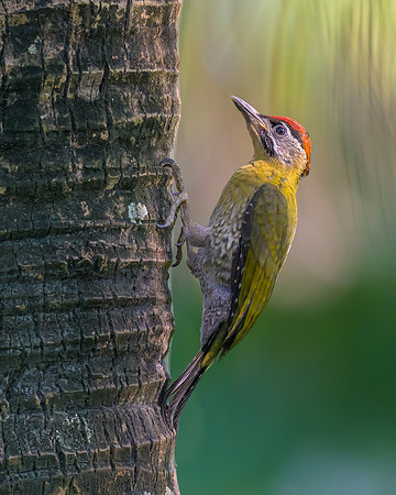 Laced Woodpecker