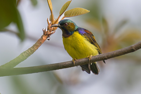 Brown-throated Sunbird