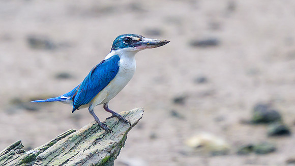 Collared Kingfisher