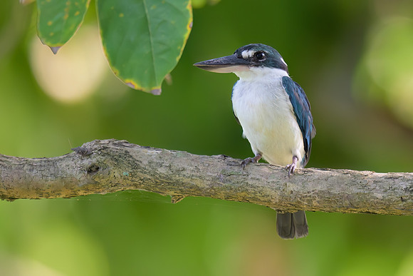 Collared Kingfisher