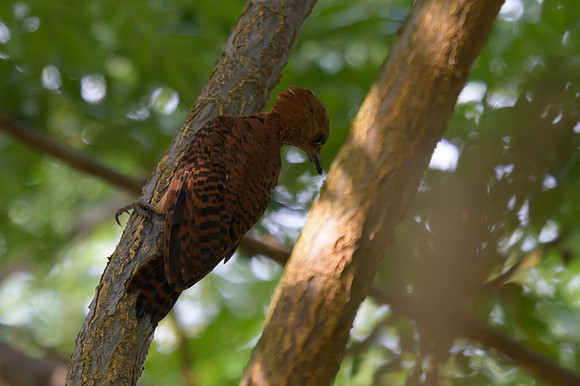 Rufous Woodpecker