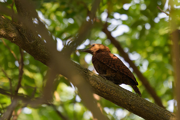 Rufous Woodpecker