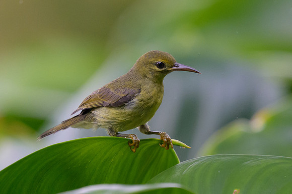 Brown-throated Sunbird