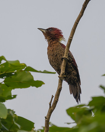 Banded Woodpecker