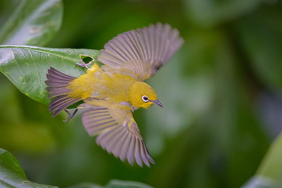 Swinhoe's White-eye