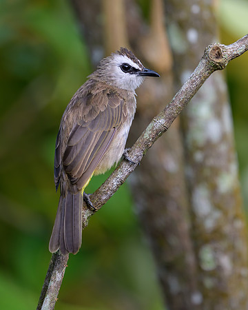 Yellow-vented Bulbul
