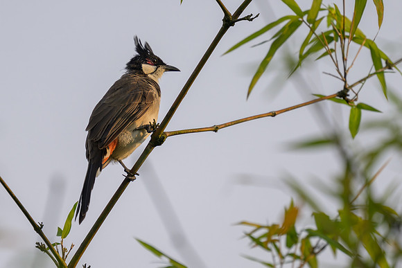 Red-whiskered Bulbul