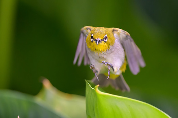 Swinhoe's White-eye
