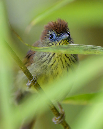 Pin-striped Tit-Babbler