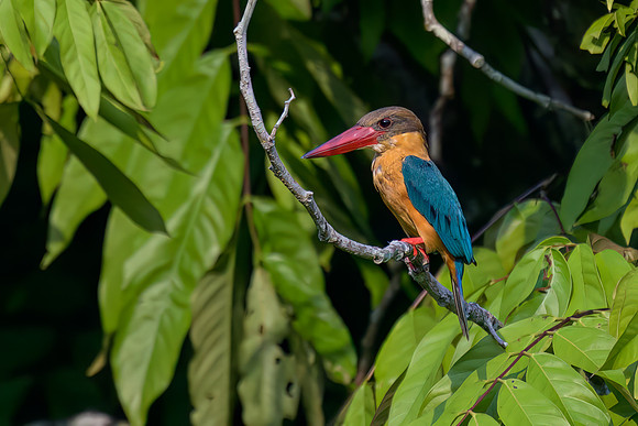 Stork-billed Kingfisher