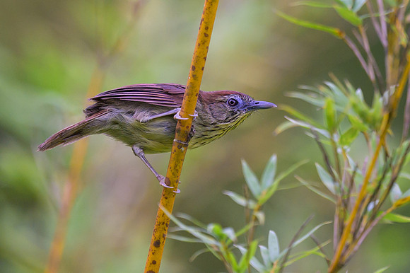 Pin-striped Tit-Babbler