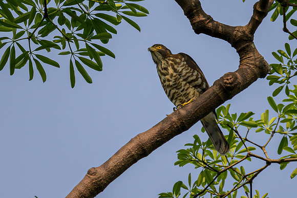 Crested Goshawk