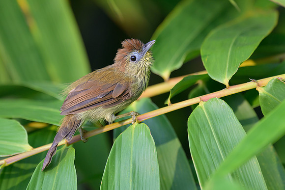Pin-striped Tit-Babbler