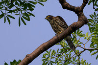 Crested Goshawk
