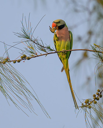 Red-breasted Parakeet
