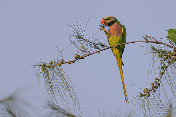 Red-breasted Parakeet