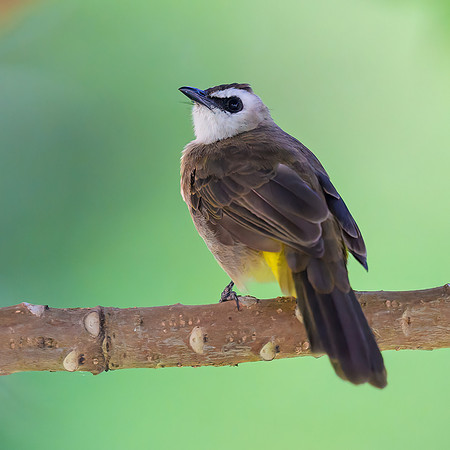Yellow-vented Bulbul
