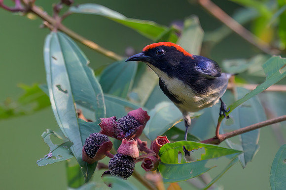 Scarlet-backed Flowerpecker