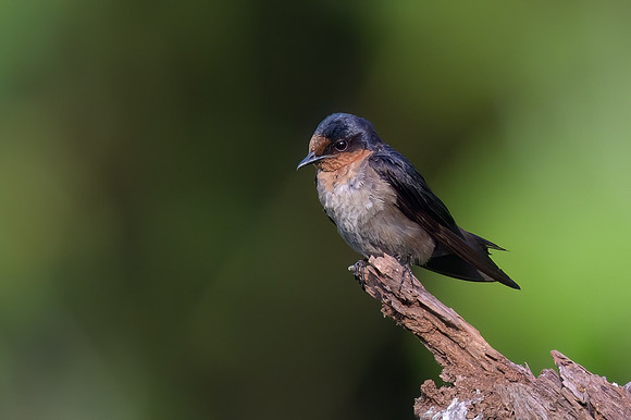 Pacific Swallow