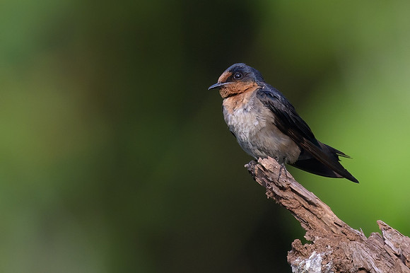 Pacific Swallow