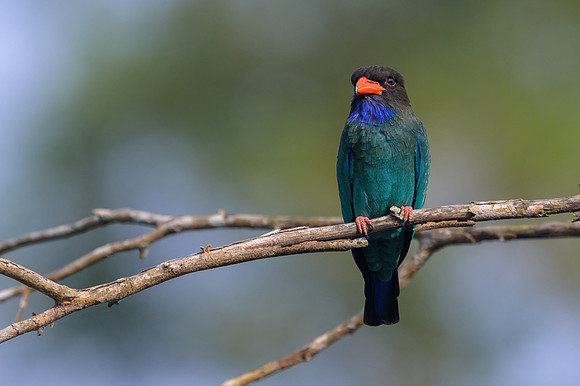 Dollarbird
