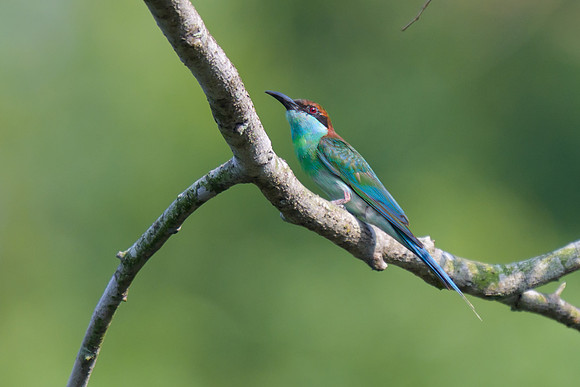 Blue-throated Bee-Eater