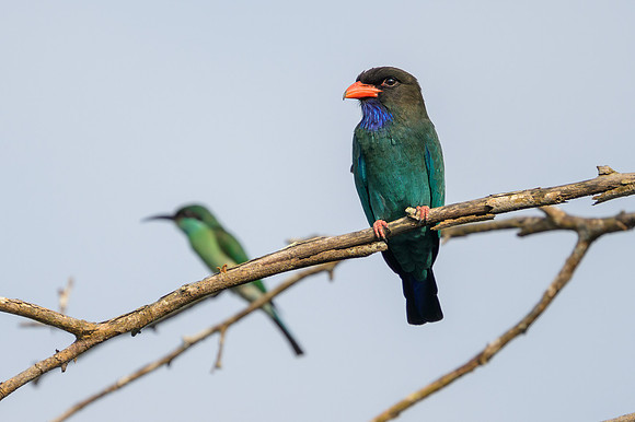 Dollarbird